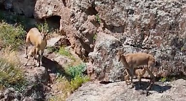 Dağ keçileri, yavrularını beslerken görüntülendi