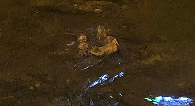 Deredeki su samurları kamerada