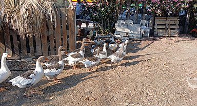 DHA'nın haberi sonrası kümese kapatılan kazlara 'şartlı tahliye' geldi