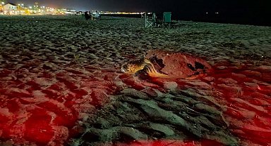 Didim'de caretta carettalar son yumurtalarını bırakmak için sahile çıkıyor