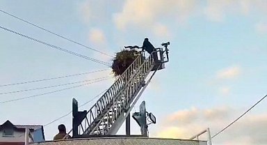 Düşen yavru leylek itfaiye ekipleri tarafından yuvasına konuldu