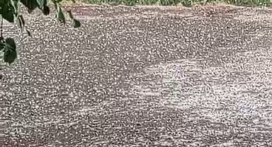 Elazığ Karakoçan'da dolu yağışı