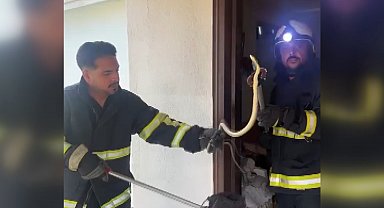 Eve giren yılan itfaiye görevlileri yakalayıp, doğaya saldı