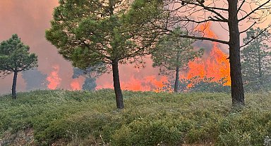 Fransa'nın güneyinde orman yangını