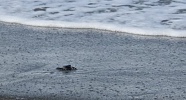 Gönüllülerin konaklama sorunu çözüldü, yeşil deniz kaplumbağaları denizle buluşmaya başladı