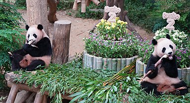 Güney Kore'de ikiz pandaların doğum günü kutlandı