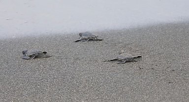 Hatay'da yeşil deniz kaplumbağası yavruları denizle buluşmaya başladı