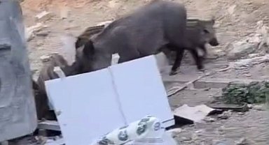 Hatay'da yiyecek arayan yaban domuzu ve yavruları görüntülendi