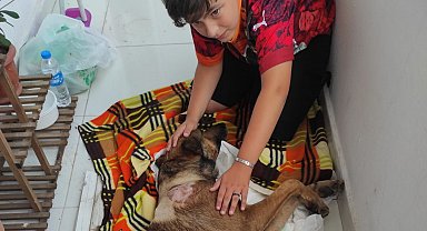 Havalı tüfekle vurulan köpek felç kaldı; saldırı kamerada