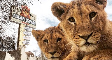Hayvan parkından kaçan aslan aranıyor; saldırdığı kişi yaralandı