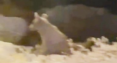 İlçe merkezine inip yiyecek arayan bozayı ile 2 yavrusu kamerada