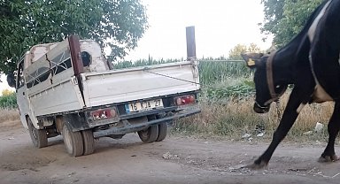 İneği kamyonetin arkasına bağlayıp sürükledi; o anlar kamerada