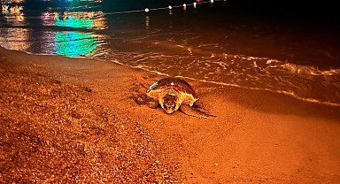 İnsanların ilgisi, yumurtlamak isteyen caretta carettayı denize geri döndürdü