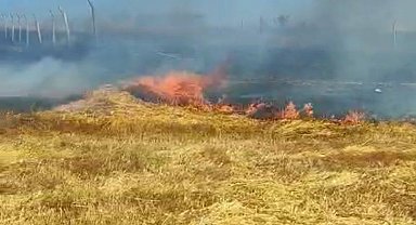 İstanbul - Arnavutköy'de tarlada çıkan yangına, vatandaşlar hortumla müdahale etti