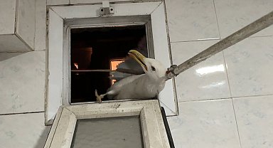 İstanbul- Avcılar'da havalandırma boşluğunda mahsur kalan martı kurtarıldı