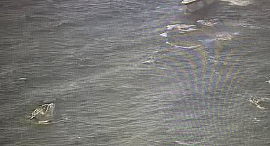 İstanbul- Kınalıada açıklarında tekne battı; 7 kişi kurtarıldı-1