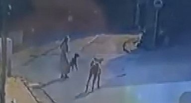 İstanbul- Sarıyer'de sokak köpeklerinin saldırısı kamerada; kadın ve köpeği zor anlar yaşadı