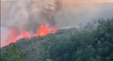 İstanbul - Sultangazi Mimar Sinan Kent Ormanı'nda çıkan yangın söndürüldü