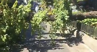 İstanbul - Üsküdar'da park halindeki cipin üzerine ağaç devrildi