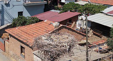 İzmir'de ayağına ip dolanıp yuvasında mahsur kalan yavru leylek kurtarıldı