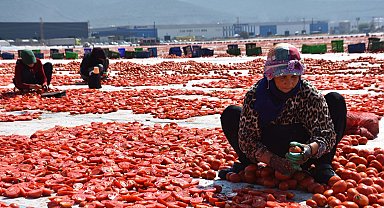 İzmir'de kuru domates mesaisi