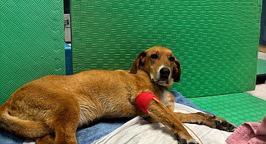 Kanserden bacağı kesilen Latte için kampüste seferberlik