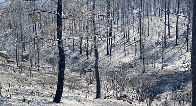 Karabük'te, bölgedeki 'baca etkisi' orman yangınının şiddetini artırdı