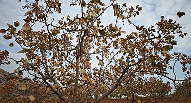 Kavurucu sıcaklar Siirt fıstığını da vurdu