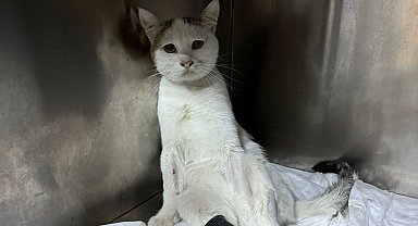 Kedinin omuriliğine saplanan havalı tüfek mermisi çıkarıldı