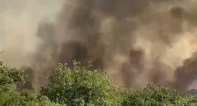 Kocaeli'de orman yangını