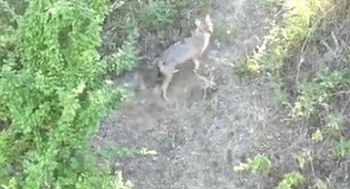 Kurdun koyunlara saldırısı dronla önlendi