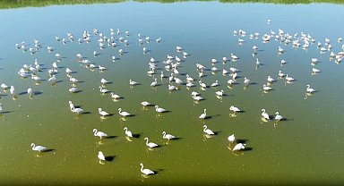 Kuruma riski altındaki gölün 'dert ortağı', allı turnalar
