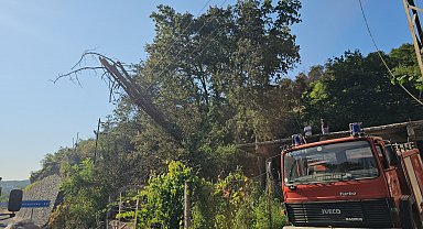 Kurumuş ağaç elektrik tellerinin üzerine devrildi, ormanda yangın çıktı
