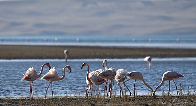 Kuş cenneti Erçek Gölü'nde kuraklık nedeniyle flamingo sayısı azaldı