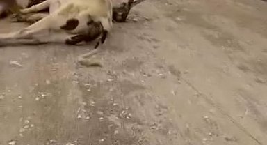 Kuvvetli rüzgar elektrik direğini devirdi; 6 inek akıma kapılıp öldü