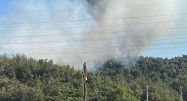 Manisa'da orman yangını