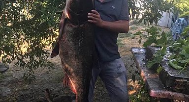 Meriç Nehri'nde nadir görülen 20 kilo ağırlığında som balığı yakaladı