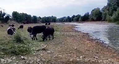 Mudurnu Çayı'nda kirlilik