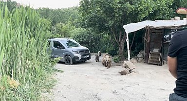 Nemrut'ta ayı ve 2 yavrusu, belgesel ekibinin kurduğu sofrayı dağıttı