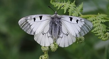 Nesli tehlike altındaki 'Dumanlı Apollo' Uludağ'da görüntülendi