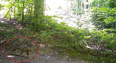 Nesli tehlike altındaki yaban kedisi fotokapanla görüntülendi