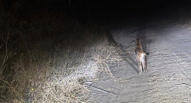 Nesli tükenme tehlikesindeki vaşak cep telefonu kamerasında