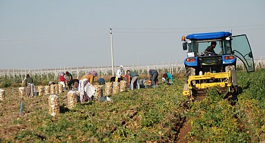 Niğde'de yazlık patates hasadı başladı; kilosu tarlada 10-12 TL