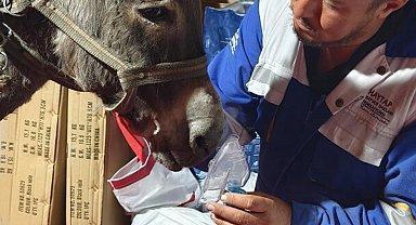 Ödemiş'te küle dönmüş alanın ortasındaki 5 dönüm zeytinlik, yangından etkilenmedi