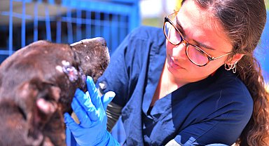 Ödemiş'teki yangında zarar gören hayvanlar, Bursa'da emekli hayvan çiftliğinde tedavi ediliyor