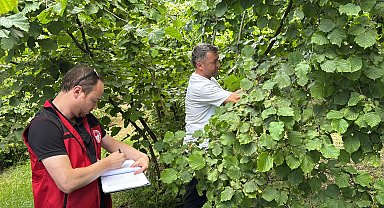 Ordu'da tahmini fındık rekoltesi tespit çalışmaları başladı