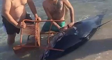 Orkinosu sandalyeyle karaya çekmeye çalıştılar