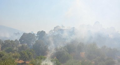 Otluk yangınında 4 hektar zeytinlik alan da zarar gördü