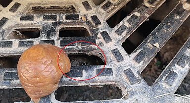 Rögarda mahsur kalan karga itfaiye ekiplerince kurtarıldı