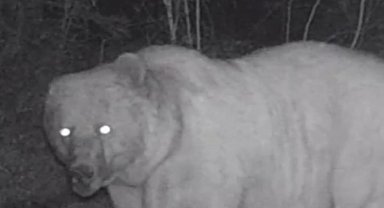 Sağ kulağı olmayan bozayı fotokapanda